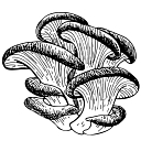 MycoBio logo
