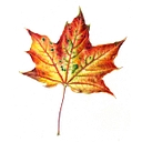 Washington Native Plant Society logo