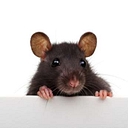 Cummings Pest Solutions logo