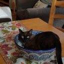Cat About USA logo
