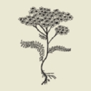 The Natural Beauty Workshop logo