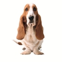 Hush Puppies logo