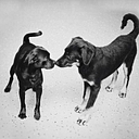 Wag 'N' Tails logo