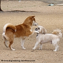 Dog Training Excellence logo