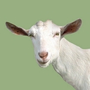 Billie Goat Soap logo