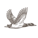 Duckhorn Vineyards logo