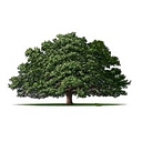 Living Tree Financial Group logo