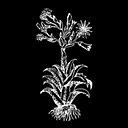 Mezcaloteca Espadín logo