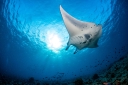 Diving Nusa Penida logo