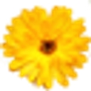 Dr. Carla Marie Manly logo