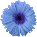 leftbrainbuddha.com favicon