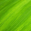 Wellspring Kim logo