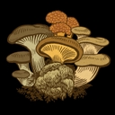 Mycophile logo