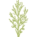 The Gin Guild logo