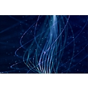 Data Curation Network logo