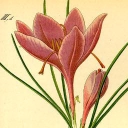 PHC Farm logo