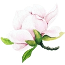 Magnolia Days logo