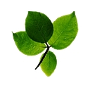 A Peaceful Life Counseling logo