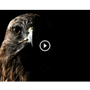 HatHawk logo