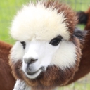 Painted Sky Alpaca Farm & Fiber Mill logo