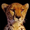 CheetahTemplate logo