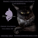 SheraCoons logo