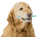 Willow Glen Pet Hospital logo