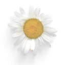 The Simple Daisy logo