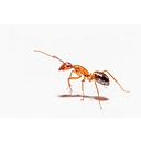 Alpha & Omega Pest Control logo