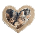 Freedom Mountain Maine Coons logo