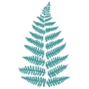 Fern & Maple logo