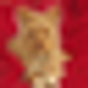 Humane Society of New York logo