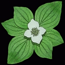 Eastern Outdoor Experiences logo