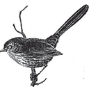 Pasadena Audubon Society logo