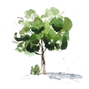 Little Sycamore logo